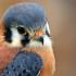 Christmas Bird Count